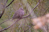 Ground Dove - Columbina passerina