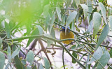 Golden-rumped euphonia (Euphonia cyanocephala) 
