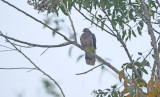 Band-tailed pigeon - Patagioenas fasciata