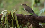 Ecuadorian thrush - Turdus maculirostris 