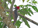  Lineated woodpecker (Dryocopus lineatus) 