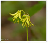 Blue-bead lily  (<em>Clintonia borealis</em>)