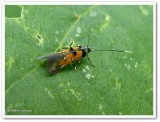 Linnaeuss Spangle-wing moth (<em>Chrysoclista linneella</em>), #1463