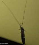 Caddisfly (<em>Ceraclea</em>), possibly <em>Ceraclea slossonae</em>