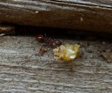 Spine-waisted ant  (<em>Aphaenogaster tennesseensis</em>)