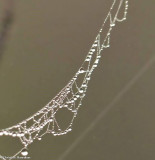 Orb-weaver spider web