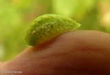 Yellow-shouldered slug moth caterpillar (<em>Lithacodes fasciola</em>), #4665