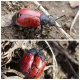 Blister beetle (<em>Tricrania sanguinipennis</em>) 