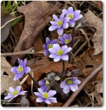 Sharp-lobed hepatica (<em>Hepatica nobilis acuta</em>)