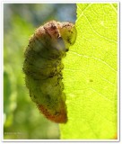 Coral hairstreak butterfly larva (<em>Satyrium titus</em>)