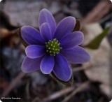Sharp-lobed hepatica (<em>Hepatica nobilis acuta</em>)