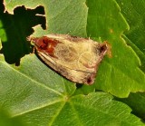 Inornate Olethreutes (Olethreutes inornatana), #2788