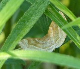 Pale Metarranthis moth (<em>Metarranthis indeclinata</em>), #6825