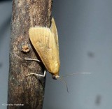 White-spotted brown moth (Diastictis ventralis), #5255