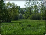 Reveler in spring