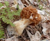 False morel (<em>Gyromitra</em>)