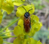 Rose sawfly  (<em>Arge ochropa</em>)