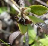 Strawberry leafroller (Ancylis comptana), #3374