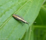 Seed case-bearer moth (<em>Coleophora</em>)