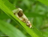 Black-patched Clepsis Moth (Clepsis melaleucana), #3686