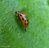 Alder leaf beetle (<em>Chrysomela mainensis</em>)