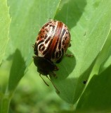 Russett alder leaf beetle (<em>Calligrapha alni</em>)