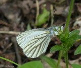 Mustard white butterfly  (<em>Pieris oleracea</em>) on chickweed
