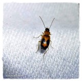 Ground beetle (<em>Badister neopulchellus<?em>)