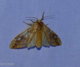 Hickory tussock moth (<em>Lophocampa caryae</em>), #8211