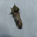 Unicorn prominent moth (Schizura unicornis), #8007