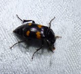 Carrion beetle (<em>Nicrophorus orbicollis</em>)