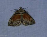 Orange barred carpet moth (Dysstroma hersiliata), #7189