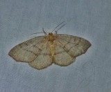 Hemlock looper moth  (<em>Lambdina fiscellaria</em>), #6888