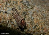Codling moth (Cydia pomonella), #3492