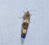 Poplar leafroller (Pseudosciaphila duplex). #2769