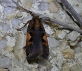 Greater black-letter dart moth (<em>Xestia dolosa </em>), #10942.1