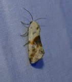 Olive-shaded bird dropping moth (<em>Ponometia candefacta</em>), #9090