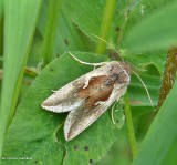 Celery looper moth   (<em>Anagrapha falcifera</em>), #8924