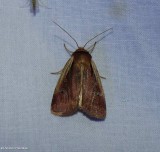 Flame-shouldered dart moth (<em>Ochropleura implecta</em>), #10891