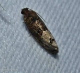 Locust twig borer moth (Ecdytolopha insiticiana), #3497