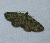 Green pug moth (<em>Pasiphila rectangulata</em>), #7625