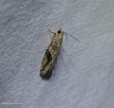 Black-crescent Proteoteras moth (<em>Proteoteras crescentana</em>), #3233