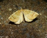 Grapevine looper moth (<em>Eulithis diversilineata</em> or <em>gracilineata</em>) 