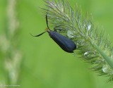 Moth (Dichomeris nonstrigella), #2307