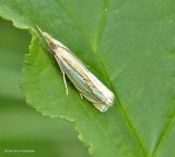 Pasture grass veneer (Crambus saltuellus), #5363