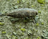 Metallic wood-boring beetle (<em>Dicerca</em> sp.)