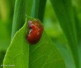 Small orange tortoise beetle (Charidotella purpurata)