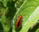 Clay-coloured beetle  (<em>Anomoea laticlavia</em>)