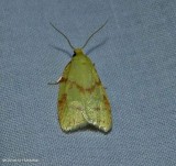 One-lined Sparganothis Moth (<em>Sparganothis unifasciana</em>), #3711