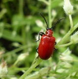 Lily leaf beetle (<em>Lilioceris lilii</em>